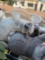 Dekater, Dieren en Toebehoren, Katten en Kittens | Dekkaters, 0 tot 2 jaar