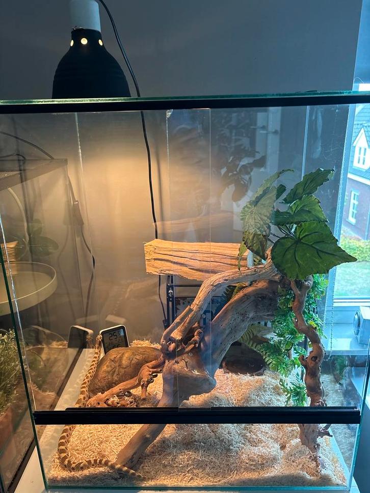 Mooi terrarium!, Dieren en Toebehoren, Reptielen en Amfibieën | Toebehoren, Gebruikt, Terrarium of Paludarium, Ophalen