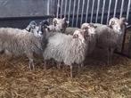 Drents heideschaap rammen te koop, Dieren en Toebehoren, Schapen, Geiten en Varkens, Mannelijk, Schaap, 0 tot 2 jaar