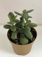 Crassula Ovata Vetplant Muntenboompje 18cm, Ophalen, Vetplant, Halfschaduw, Minder dan 100 cm