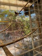 braziliaanse blauwe bisschop' 2024 man, Dieren en Toebehoren, Vogels | Overige Vogels