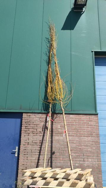 2 wilgen nieuw 4 mtr PRIJS VERLAAGD beschikbaar voor biedingen