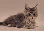 NOG 1 Maine coon kittens met stamboom russische lijn, Meerdere dieren, Gechipt, 0 tot 2 jaar