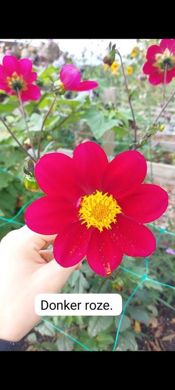 Dahlia Knollen - Prachtige Zomerbloeier! beschikbaar voor biedingen