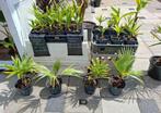 Diverse planten te koop!, Ophalen, Vaste plant, Overige soorten