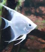 Mooie witte maanvis., Dieren en Toebehoren, Vis, Zoetwatervis