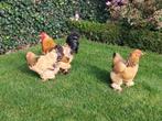 Trio Brahma Kriel, Dieren en Toebehoren, Pluimvee, Meerdere dieren, Kip