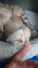 Savannah kittens F7 zuiver ras met stamboom., Kater, Gechipt, 0 tot 2 jaar