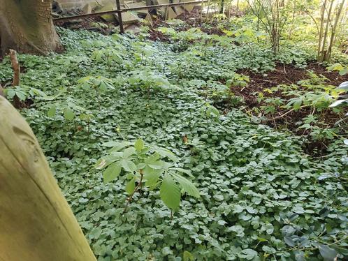 Kastanje boom zaailingen., Tuin en Terras, Planten | Bomen, Overige soorten, Halfschaduw, Lente, Ophalen