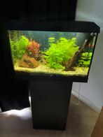 Aquarium juwel (met inhoud en toebehoren), Dieren en Toebehoren, Vissen | Aquaria en Toebehoren, Ophalen, Zo goed als nieuw, Gevuld zoetwateraquarium