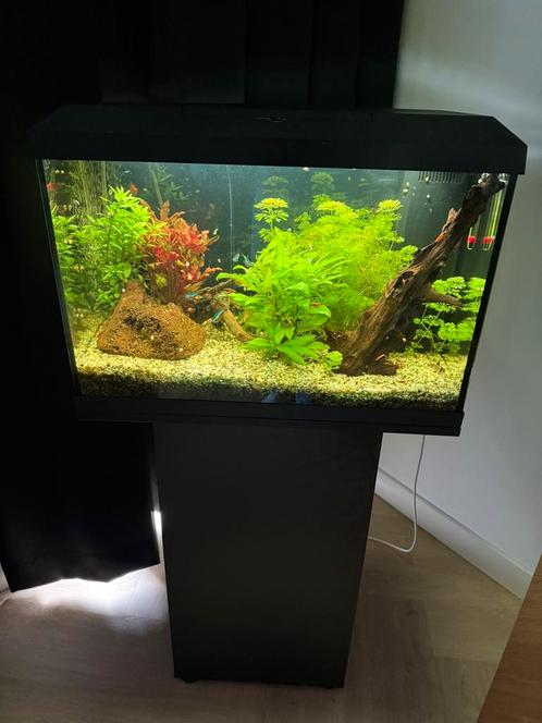 Aquarium juwel (met inhoud en toebehoren), Dieren en Toebehoren, Vissen | Aquaria en Toebehoren, Zo goed als nieuw, Gevuld zoetwateraquarium