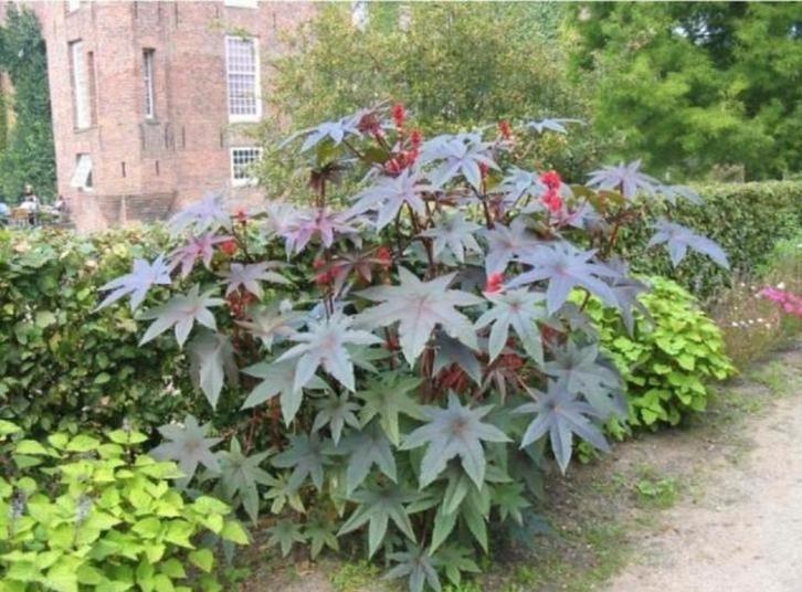 Wonderboom zaden 2025, Tuin en Terras, Bloembollen en Zaden, Volle zon, Ophalen of Verzenden