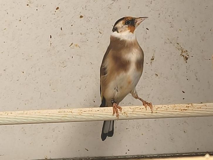 Major putter bonte 2025, Dieren en Toebehoren, Vogels | Overige Vogels, Wildzangvogel, Meerdere dieren