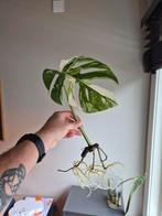 Monstera Variegata Stek - Prachtige Tekening!, Ophalen of Verzenden
