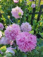 Zaden Papaver zachtroze frizzle, Verzenden, Volle zon