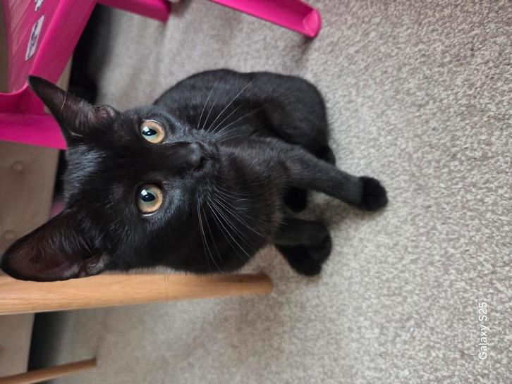 Kitten 4 maanden oud, Dieren en Toebehoren, Katten en Kittens | Overige Katten, Poes