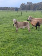 Tekoop mooie jonge stamboek Nolana dekram, Dieren en Toebehoren, Schapen, Geiten en Varkens, Mannelijk, Schaap