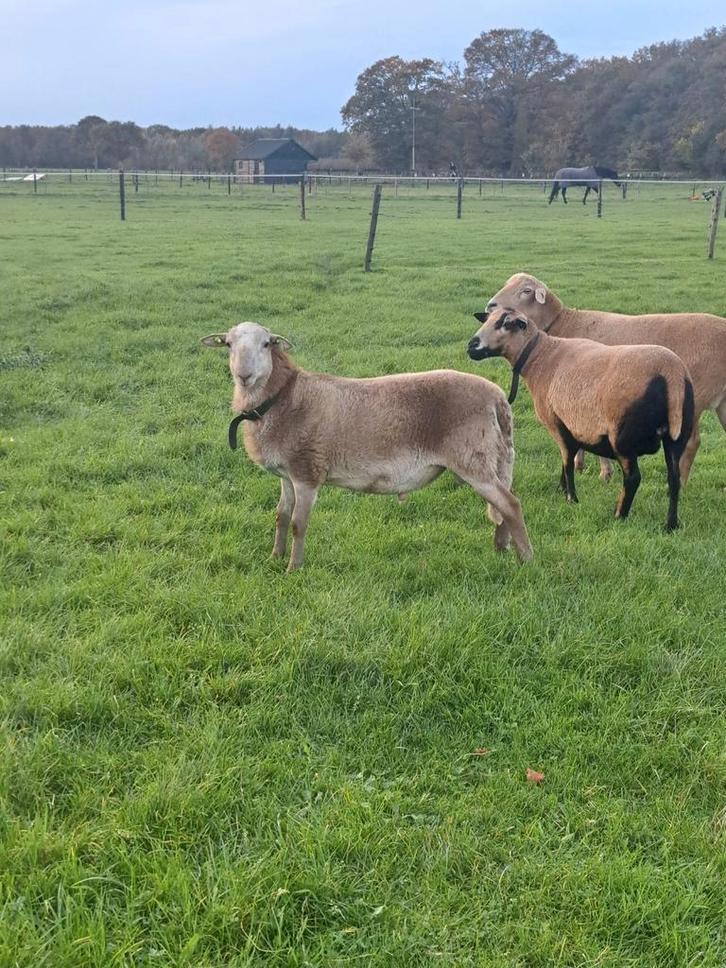 Tekoop mooie jonge stamboek Nolana dekram Zwoegervrij., Dieren en Toebehoren, Schapen, Geiten en Varkens, Schaap, Mannelijk