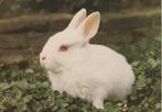 Kaart met een leuk konijntje 1983, Verzamelen, Ansichtkaarten | Dieren, Verzenden, 1980 tot heden, Gelopen, Knaagdier