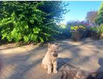 Kitten, Dieren en Toebehoren, Katten en Kittens | Raskatten | Korthaar, Kater, Ontwormd, 0 tot 2 jaar