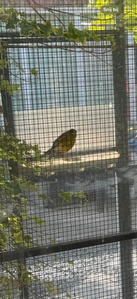 3 kanarie’s (1 gloster), Dieren en Toebehoren, Vogels | Kanaries, Postuurkanarie, Meerdere dieren