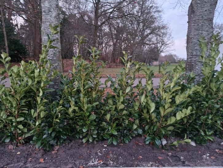 Laurierstruiken 150-180cm - 26 stuks met kluit, Tuin en Terras, Planten | Struiken en Hagen, Struik, Laurier, 100 tot 250 cm, Ophalen of Verzenden