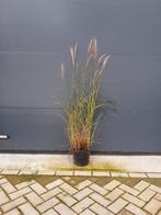 Miscanthus sinensis, Ophalen