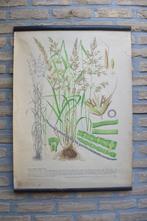 Vintage Poster Grassen en Haver (1947), Antiek en Kunst, Antiek | Schoolplaten, Natuur en Biologie, Ophalen of Verzenden