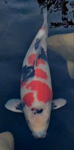 Dainichi showa, Dieren en Toebehoren, Karper of Koi