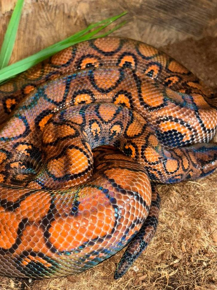 Braziliaanse Regenboog Boa/Epicrates Cenchria Cenchria