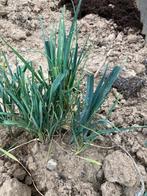 Preiplanten, Ophalen, Eenjarig, Groenteplanten