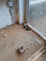 Groenvleugelduif duivin, Dieren en Toebehoren