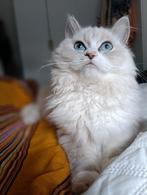 Ragdoll kitten 6 maanden, Dieren en Toebehoren, Katten en Kittens | Raskatten | Langhaar, Kater, Ontwormd, 0 tot 2 jaar