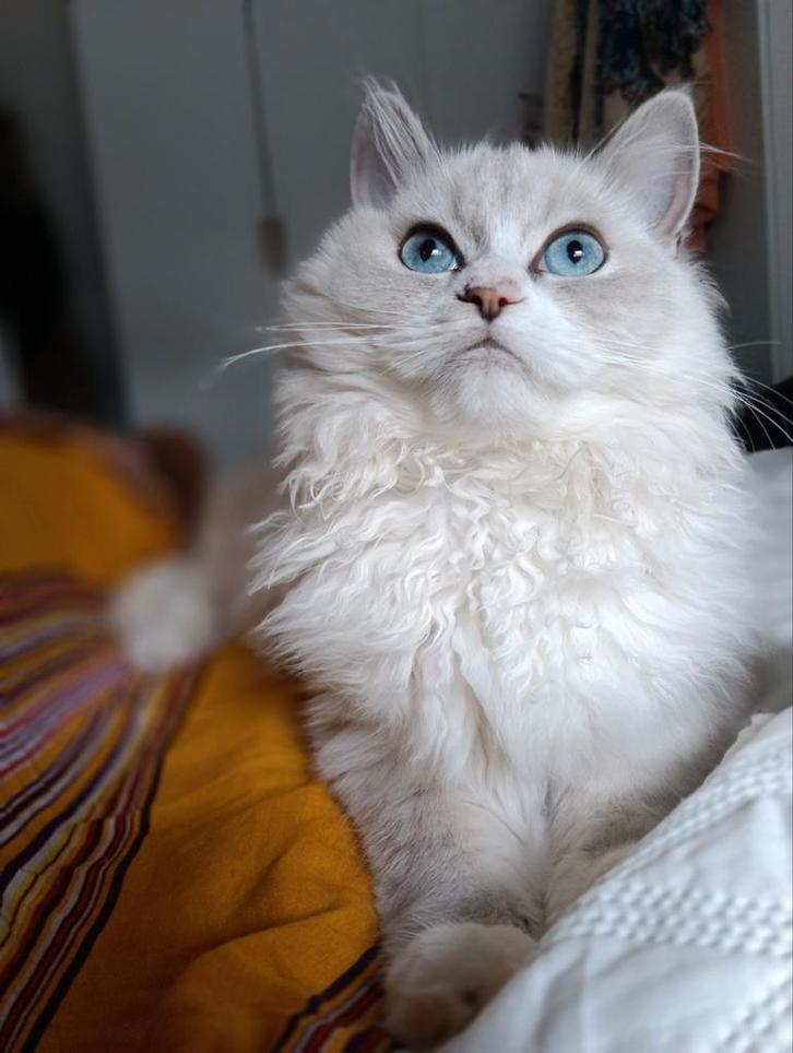 Ragdoll kitten 6 maanden, Dieren en Toebehoren, Katten en Kittens | Raskatten | Langhaar, Kater, 0 tot 2 jaar, Ontwormd, Ingeënt