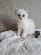 Britse korthaar x ragdoll kittens mogen gelijk mee, Dieren en Toebehoren, Katten en Kittens | Raskatten | Korthaar, Meerdere dieren