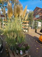 Pampagras ruim 200cm hoog Cortaderia Selloana Evita, Ophalen of Verzenden, Overige soorten, Volle zon