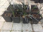 Ophiopogon planiscapus 'Niger', Zwart gras, Slangenbaard, Ophalen, Volle zon, Vaste plant, Siergrassen