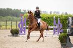 Lieve allrounder ruin, Gechipt, Ruin, Dressuurpaard, L