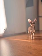 Teacup Chihuahua teefje, Fokker | Hobbymatig, Rabiës (hondsdolheid), 8 tot 15 weken, Buitenland