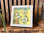3 witte vlinders in lijst, Ophalen of Verzenden, Insect, Opgezet dier