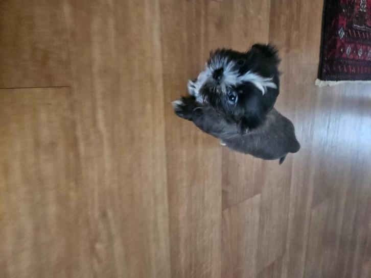 boomer pup, Dieren en Toebehoren, Honden | Chihuahua's en Gezelschapshonden, Reu, Overige rassen, Fokker | Professioneel, Meerdere