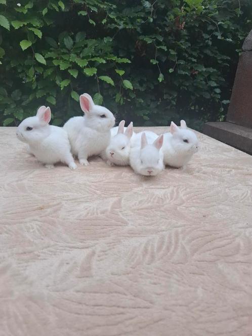 Aangeboden 5 jonge witte pooltjes poolvosjes dwergkonijntjes, Dieren en Toebehoren, Konijnen, Dwerg, Meerdere dieren, 0 tot 2 jaar