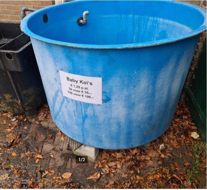 Polyester Quarantairne bak koi visbak vijver 125 cm x 93 cm, Tuin en Terras, Vijver-toebehoren, Gebruikt, Vijverbak, Ophalen