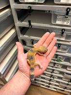 1.0 lava project luipaardgekko, Dieren en Toebehoren, Hagedis, 0 tot 2 jaar