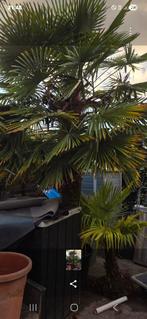 Palmboom, Tuin en Terras, Planten | Bomen, Volle zon, Ophalen of Verzenden, 100 tot 250 cm, Zomer