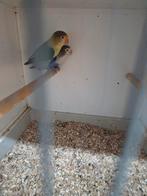 Koppel fischeries, Dieren en Toebehoren, Meerdere dieren, Parkiet