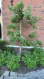 Appelboom (Elstar), Tuin en Terras, Planten | Bomen, Overige soorten, Lente, 250 tot 400 cm, Ophalen