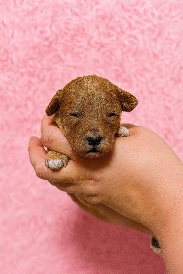 Boomer Maltipoo / Mini doodle Toy poedel / Boompoo pups beschikbaar voor biedingen