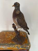 Opgezette duif op houten standaard, Ophalen