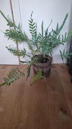 Blauwvaren met mand, Huis en Inrichting, Kamerplanten, Ophalen of Verzenden, Overige soorten, Minder dan 100 cm